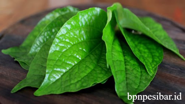 Khasiat Daun Sirih untuk Kesehatan Tubuh